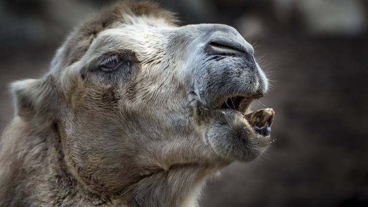 Три тысячи верблюдов были согнаны в Триполи террористами ПНС ради провокации - polit.info - Англия - Ливия - Триполи - Триполи