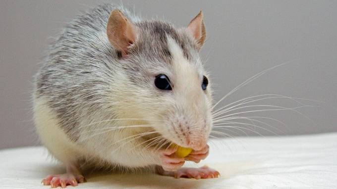 Диабет у мышей вылечили стволовые клетки - piter.tv