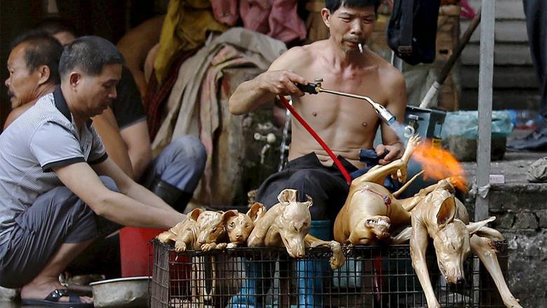 Ирина Зиганшина - Лучше поздно: в Китае запретили торговлю и употребление в пищу диких животных - newizv.ru - Китай - Гонконг