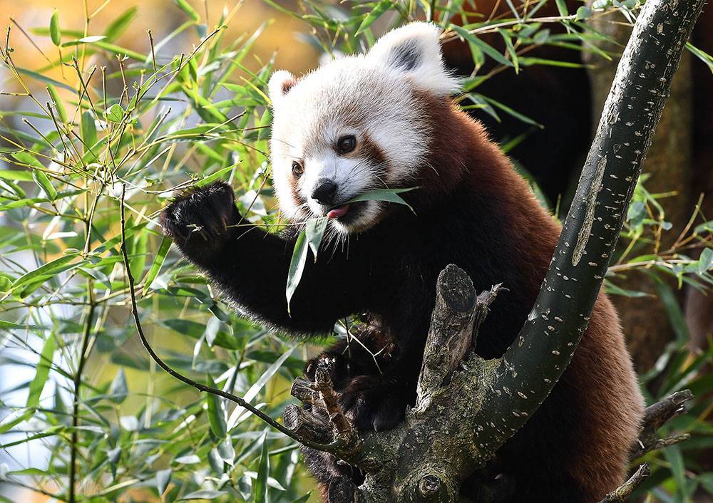 Ученые выяснили, что красные панды делятся на два вида - rtvi.com - Китай - Индия - Бирма - Непал - Бутан