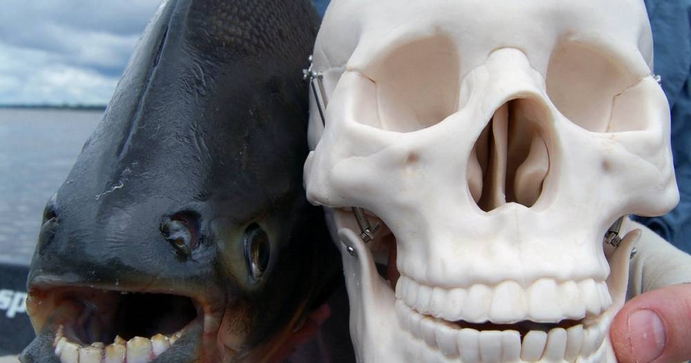 На юге России на рынке продали рыбу с “человеческими” зубами - readovka.news - Россия - Краснодарский край - Новороссийск