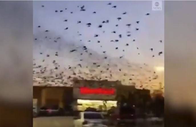 «Это сумасшествие»: в Техасе тысячи птиц атаковали парковку у торгового центра - gazeta.a42.ru - Техас