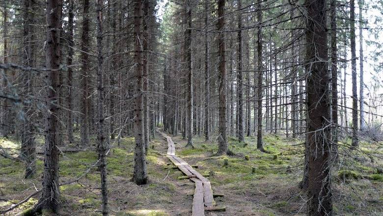 Потепление климата приведет к вымиранию ельников - newizv.ru