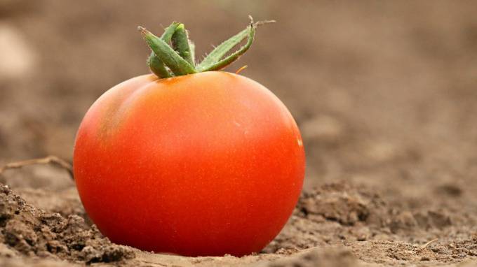 На подходе в Петербург задержали 19 тонн зараженных томатов из Марокко - piter.tv - Санкт-Петербург - Марокко - Петербурга - Россельхознадзор