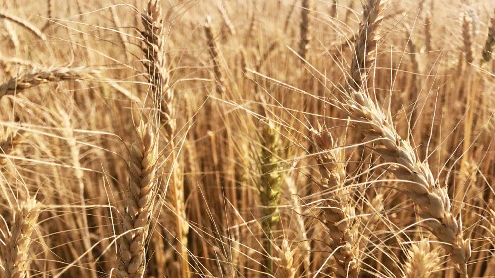 Джамбулат Хатуов - Россия собрала больше 121 млн тонн зерновых в 2019 году - politexpert.net - Россия