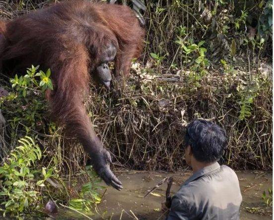 Индонезия - На фото орангутан подал руку человеку, помогая выбраться из реки - usa.one