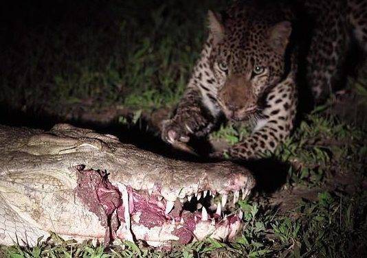 Леопард украл у спящего крокодила мясо прямо из пасти - usa.one