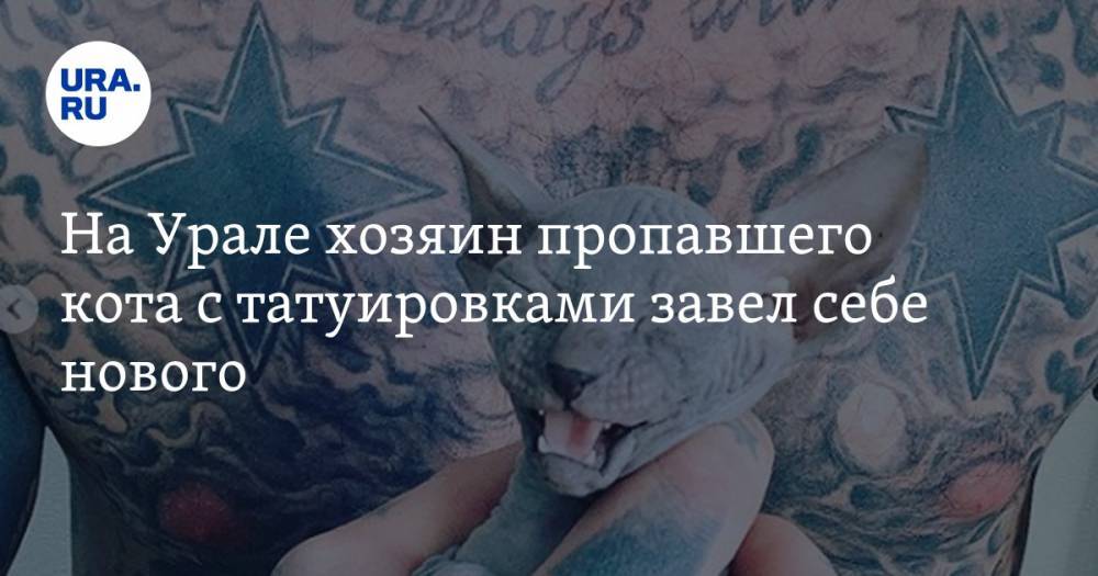 На Урале хозяин пропавшего кота с татуировками завел себе нового. ФОТО - ura.news