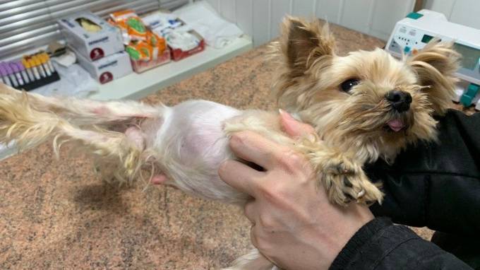 Петербуржцы спасли болеющую собаку, которую выкинули в мусорный бак - piter.tv - Петербург