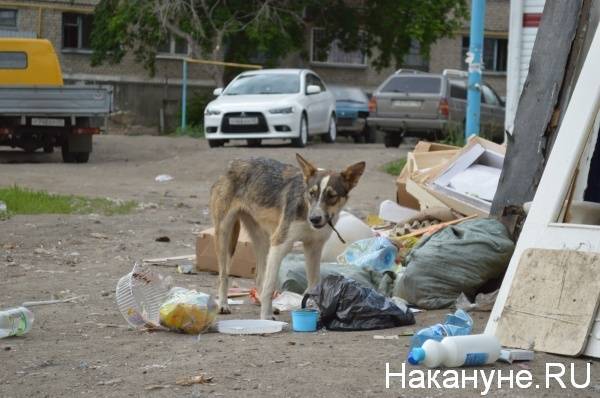 Якутские чиновники объяснили инцидент с трупами сотен собак и кошек, которые нашли зоозащитники - nakanune.ru - респ. Саха - Якутск