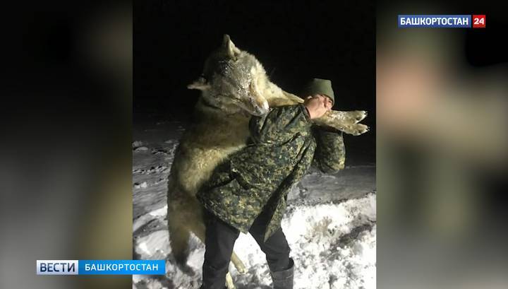Волка размером с человека застрелили близ башкирского села - vesti.ru - Башкирия - район Благовещенский