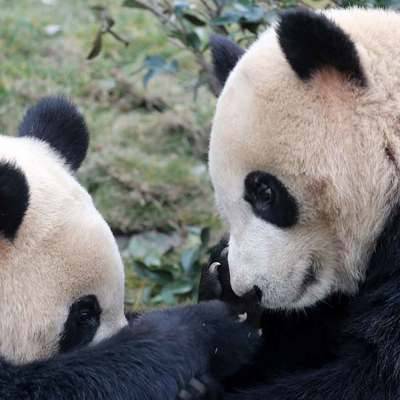 Светлана Акулова - Панды в Московском зоопарке не останутся без бамбука при отмене поставок его из Китая - radiomayak.ru - Китай