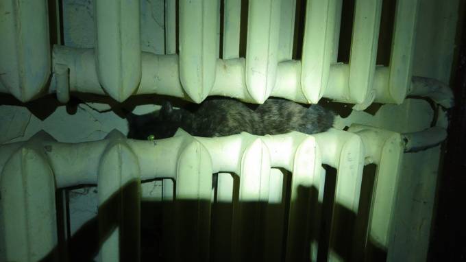 В доме на улице Шотмана домашний кот едва не стал жертвой горячей батареи - piter.tv