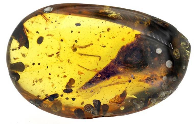 В янтаре нашли таракана возрастом 100 млн лет и его экскременты - news.ru