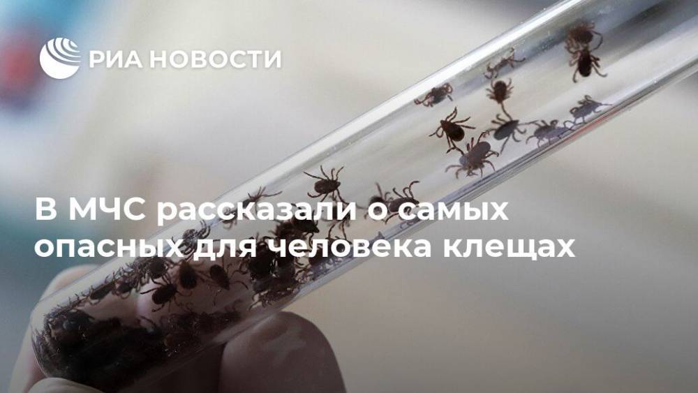 В МЧС рассказали о самых опасных для человека клещах - ria.ru - Москва - Россия