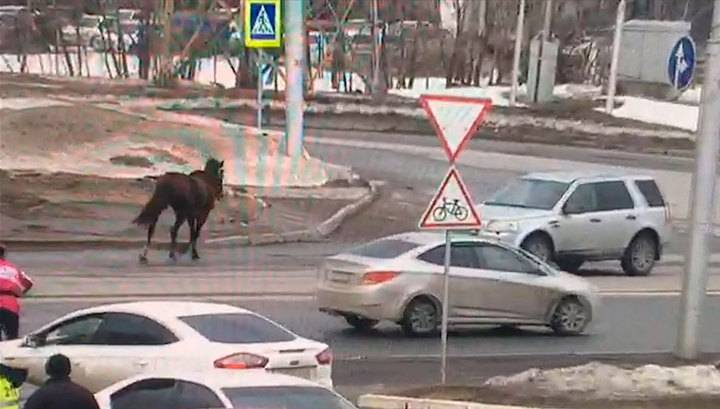 В Уфе лошадь сбежала с ипподрома во время скачек - vesti.ru - Башкирия - Уфа