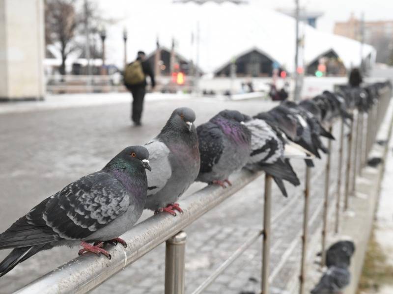 Город в Приморском крае обвешали мертвыми голубями и воронами - sobesednik.ru - Приморье край - Дальнегорск