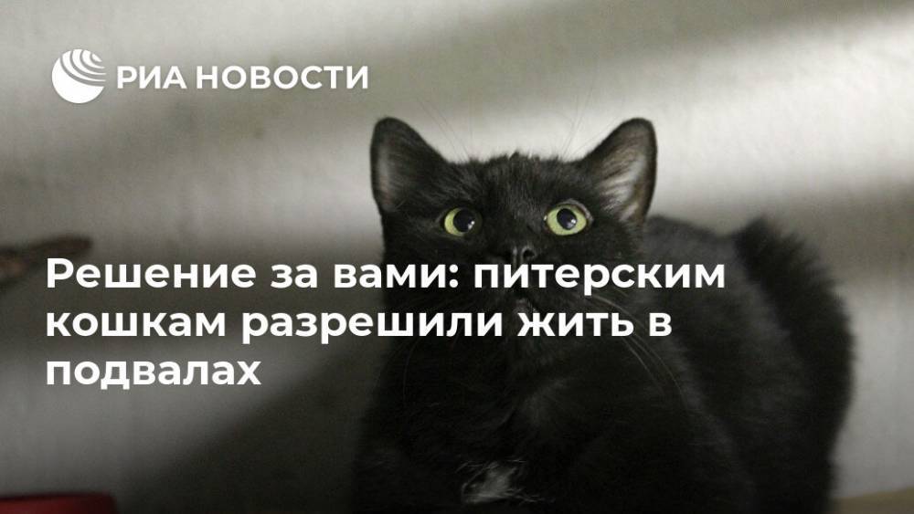 Решение за вами: питерским кошкам разрешили жить в подвалах - ria.ru - Москва - Санкт-Петербург