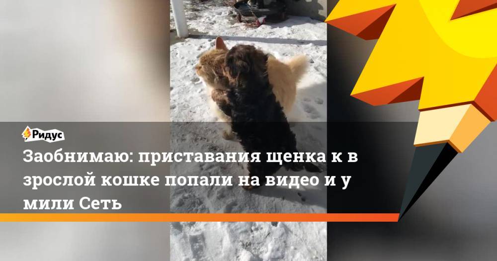 Заобнимаю: приставания щенка квзрослой кошке попали навидео иумили Сеть - ridus.ru
