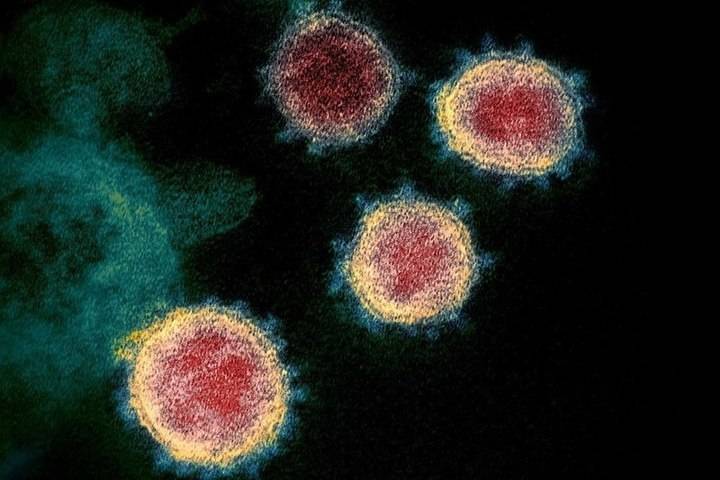 Мелита Вуйнович - В ВОЗ назвали отличия COVID-19 от SARS и MERS - mk.ru