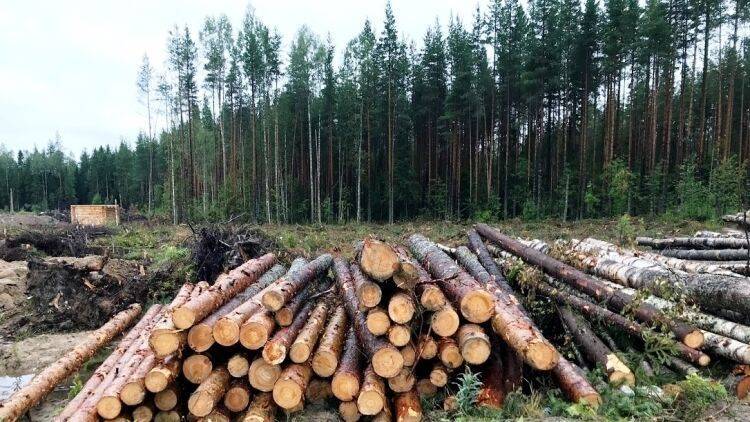 Счетная палата РФ оценила ущерб от незаконной вырубки лесов - polit.info - Россия