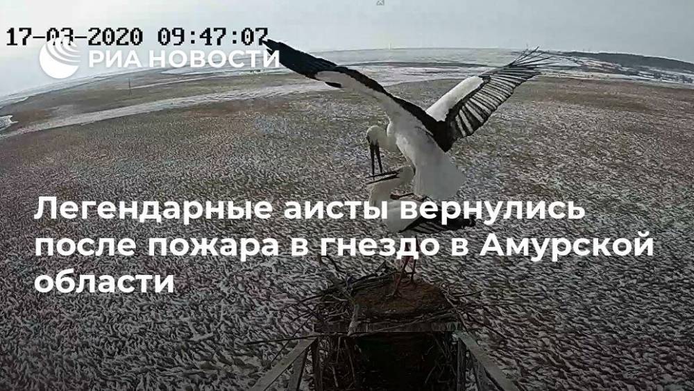 Легендарные аисты вернулись после пожара в гнездо в Амурской области - ria.ru - Москва - Россия - Амурская обл.