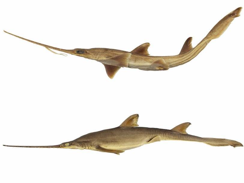 Немецкий зоолог назвал новые виды акул в честь своих дочерей - polit.ru - Англия - Германия - Юар - Танзания - Мадагаскар