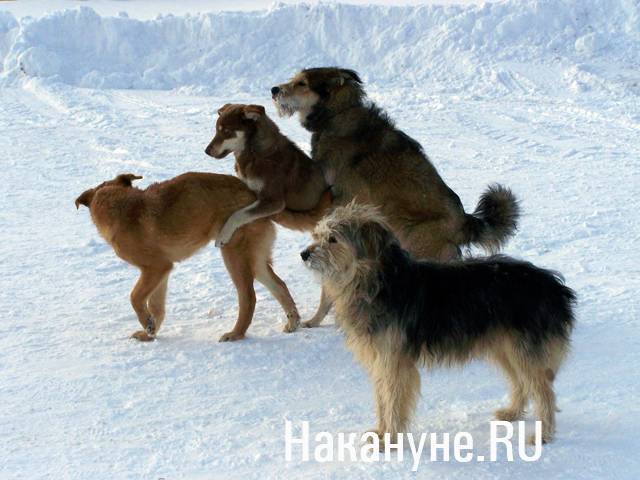 В Якутии задумались о введении налога для владельцев собак - nakanune.ru - респ. Саха