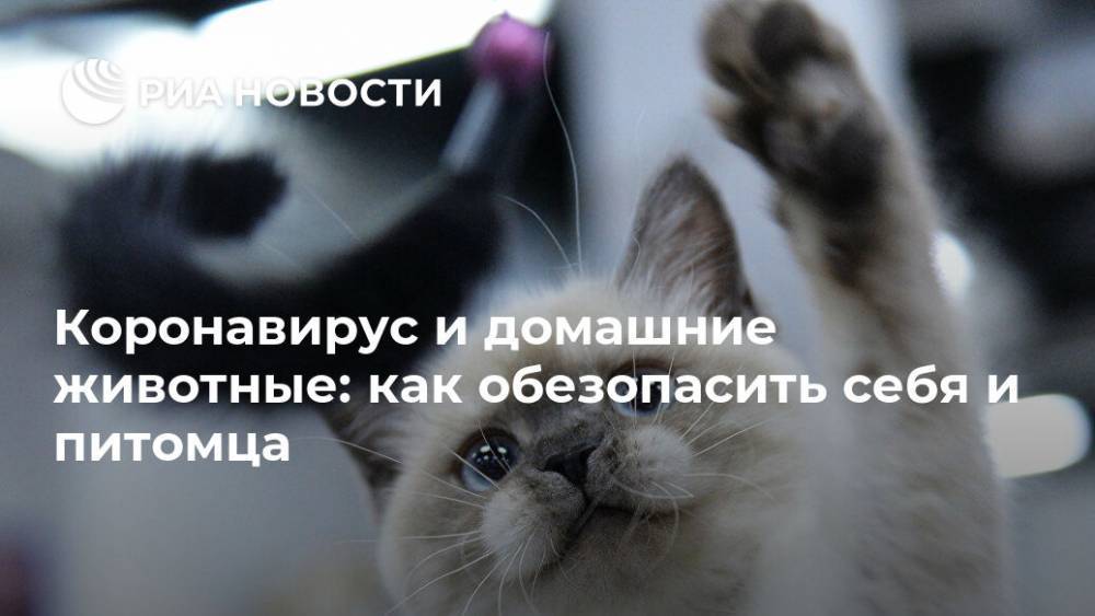 Коронавирус и домашние животные: как обезопасить себя и питомца - ria.ru - Москва