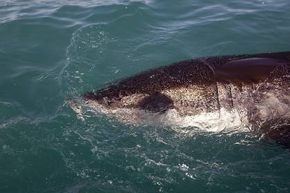 Акула схватила молодую женщину - lenta.ru - Australia - штат Квинсленд