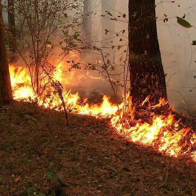 Лесные пожары на площади 727 га действуют на Дальнем Востоке, в Хабаровском и Забайкальском краях - radiomayak.ru - Россия - Краснодарский край - Забайкальский край - респ. Карачаево-Черкесия - Хабаровский