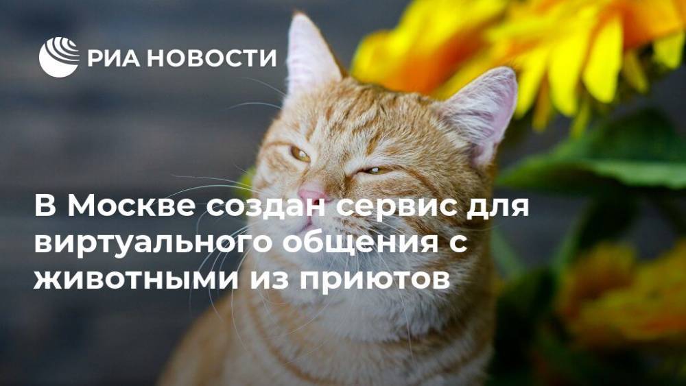 В Москве создан сервис для виртуального общения с животными из приютов - ria.ru - Москва