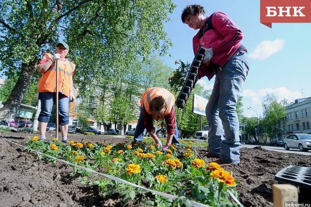 В Сыктывкаре летом появится на два цветника больше - bnkomi.ru - респ. Коми - Сыктывкар