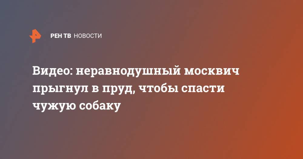 Видео: неравнодушный москвич прыгнул в пруд, чтобы спасти чужую собаку - ren.tv - Зеленоград