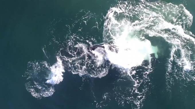 Солнечные бури могут вызывать сбои в навигации китов - piter.tv