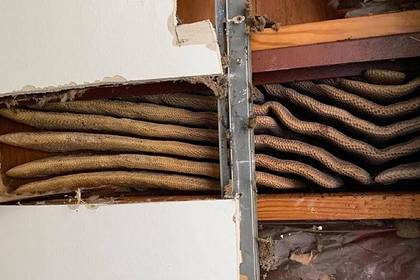Пчелы два года прятались под потолком квартиры и оставили 45 килограммов меда - lenta.ru - США - штат Вирджиния - state Virginia - Ричмонд