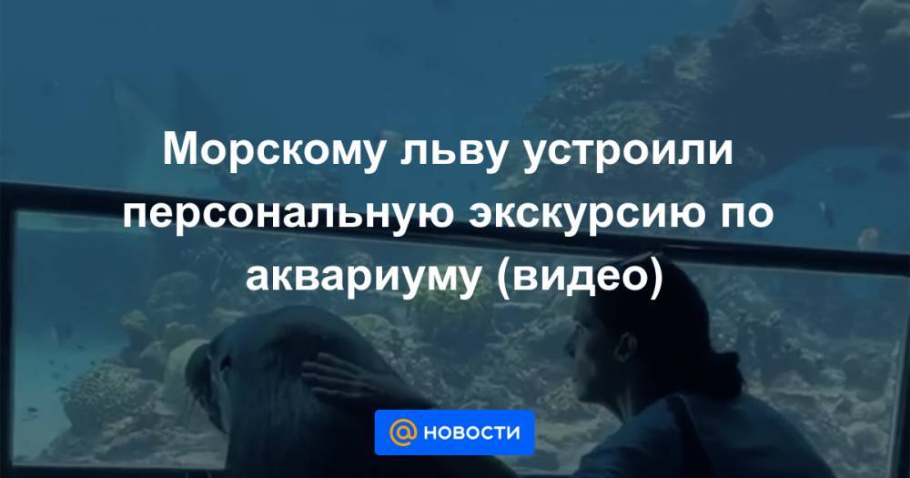 Морскому льву устроили персональную экскурсию по аквариуму (видео) - news.mail.ru - Австралия - Голд-Кост