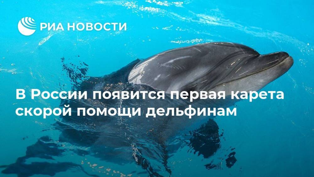 В России появится первая карета скорой помощи дельфинам - ria.ru - Москва - Россия