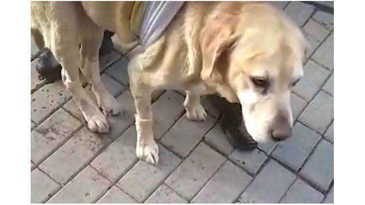 В Москве выхаживают брошенного хозяевами пса-сапера из Крыма - видео - crimea.ria.ru - Москва - Крым - Симферополь