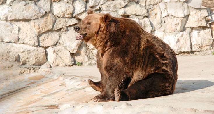 Медведи Московского зоопарка проснулись раньше срока из-за теплой погоды - vm.ru