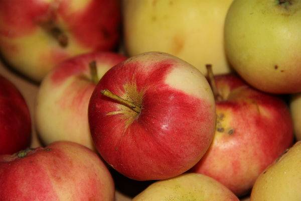 Ирина Лизун - Врач-диетолог рассказала, как надо есть яблоки - trud.ru