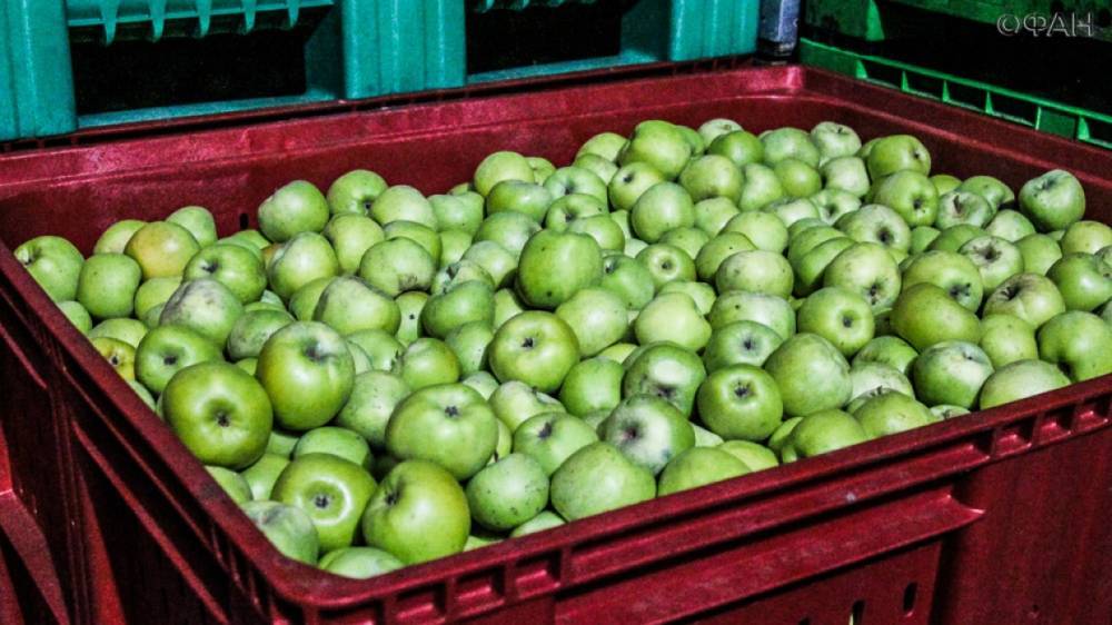 Ирина Лизун - Диетолог рассказал, как не стоит есть яблоки - riafan.ru - Москва
