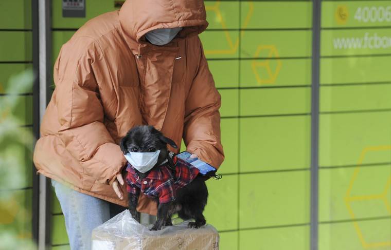 В Гонконге выясняют обстоятельства заражения домашней собаки коронавирусом - news.ru - Гонконг - Гонконг