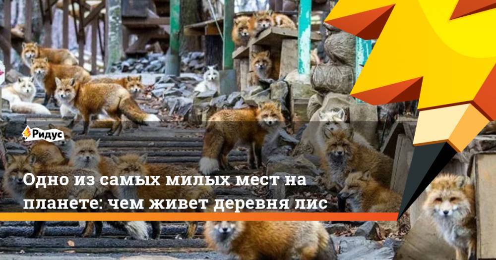 Одно из самых милых мест на планете: чем живет деревня лис - ridus.ru - Токио - Япония
