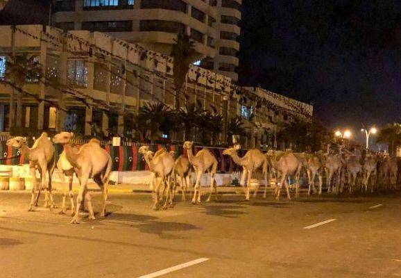 Фаиз Сарадж - Ливийское ПНС вывело 3000 верблюдов из-под огня маршала Хафтара - eadaily.com - Ливия - Триполи - Триполи