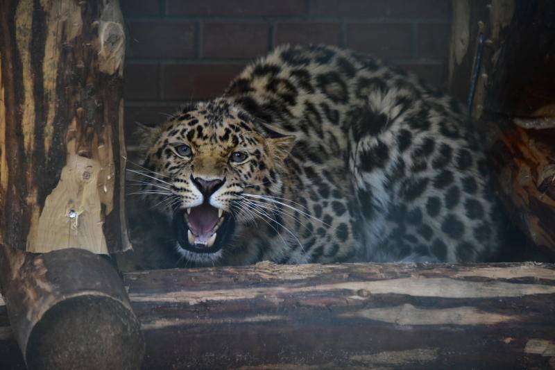 Московский зоопарк пригласил поучаствовать в акции «8 марта в леопарде» - vm.ru