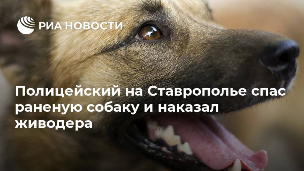Полицейский на Ставрополье спас раненую собаку и наказал живодера - ria.ru - Москва - Россия - Ставрополье