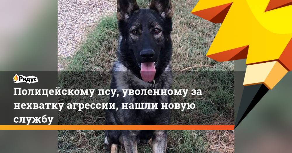 Полицейскому псу, уволенному за нехватку агрессии, нашли новую службу - ridus.ru - Австралия - Брисбен
