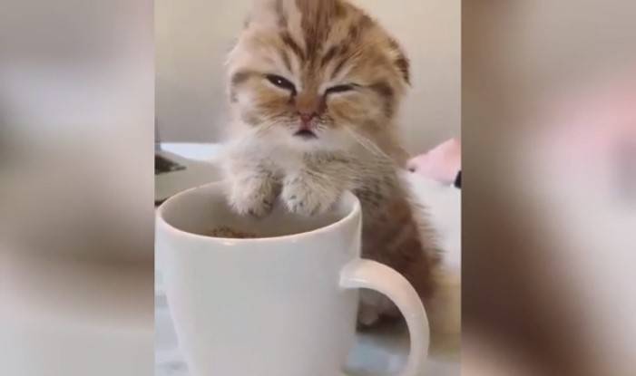 Сонный котенок возле кружки кофе умилил пользователей Сети - vm.ru