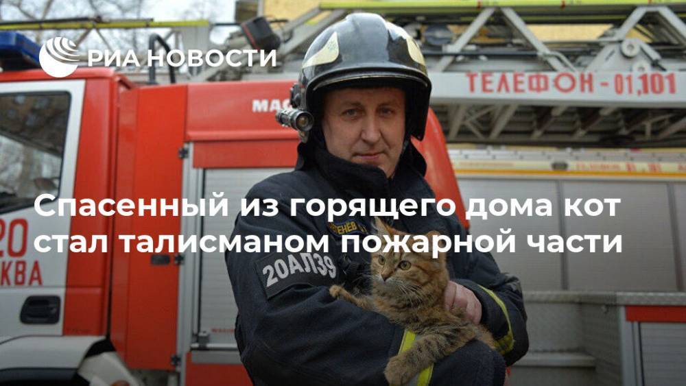 Спасенный из горящего дома кот стал талисманом пожарной части - ria.ru - Москва - округ Южный, Москва